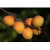 Абрикос Восточно-Сибирский: фото и описание