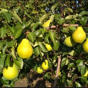 Груша Зурбаган