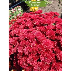 Комплект 5шт / Хризантема Даниэлла Ред (Мультифлора/Красный)