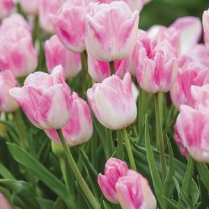 Тюльпан Ферст Класс (First Class)